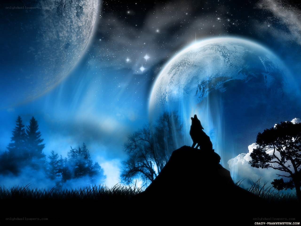 Wolf howling at the moon