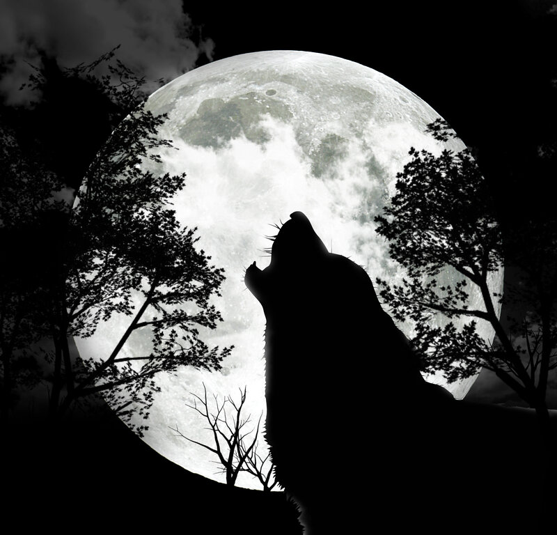 wolf howling at the moon