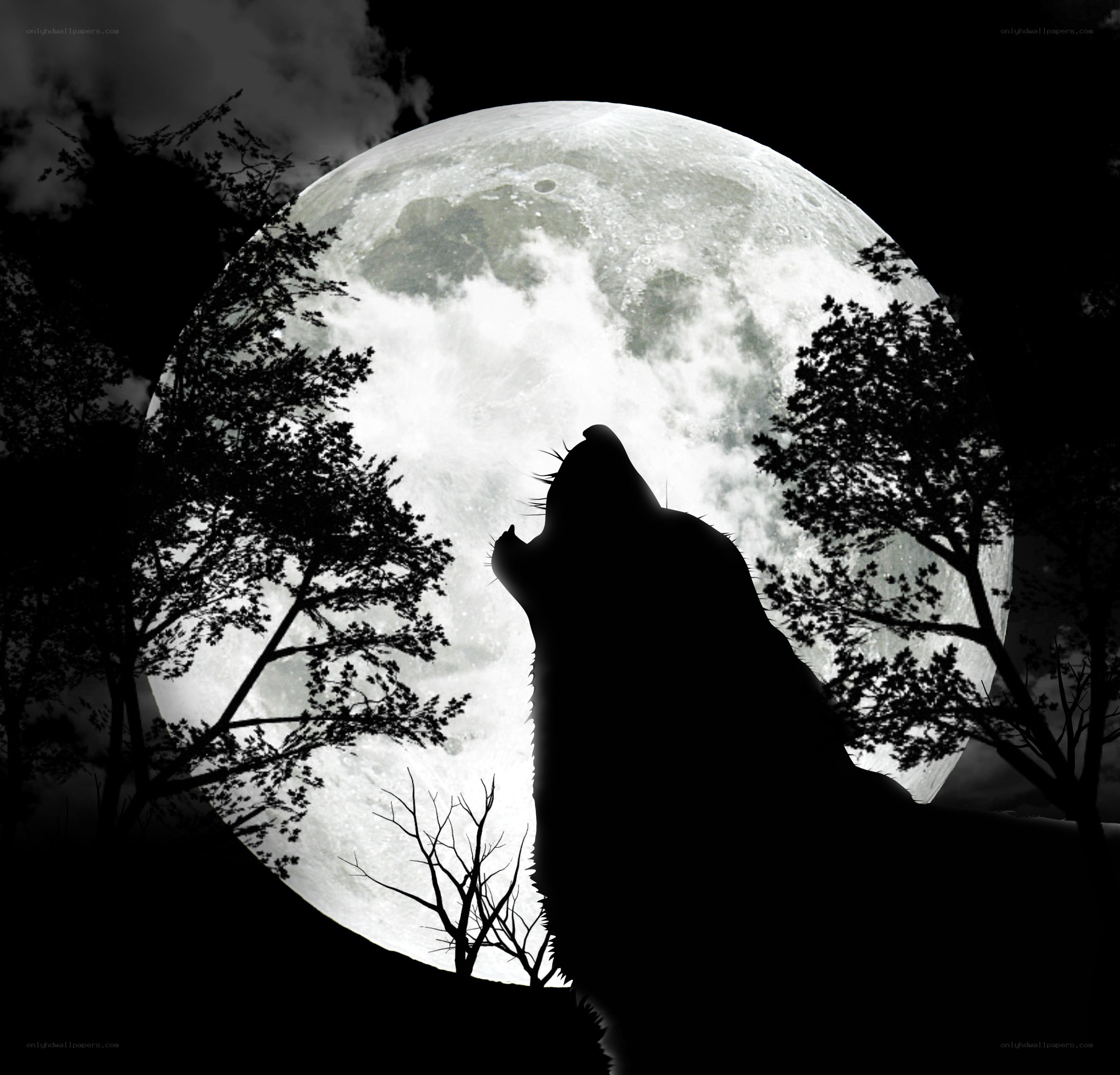 wolf howling at the moon