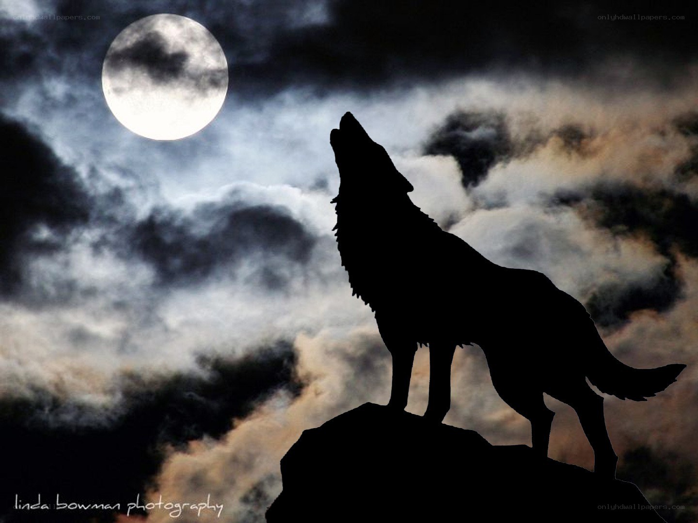 wolf howling at the moon