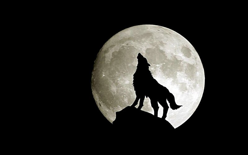 wolf howling at the moon