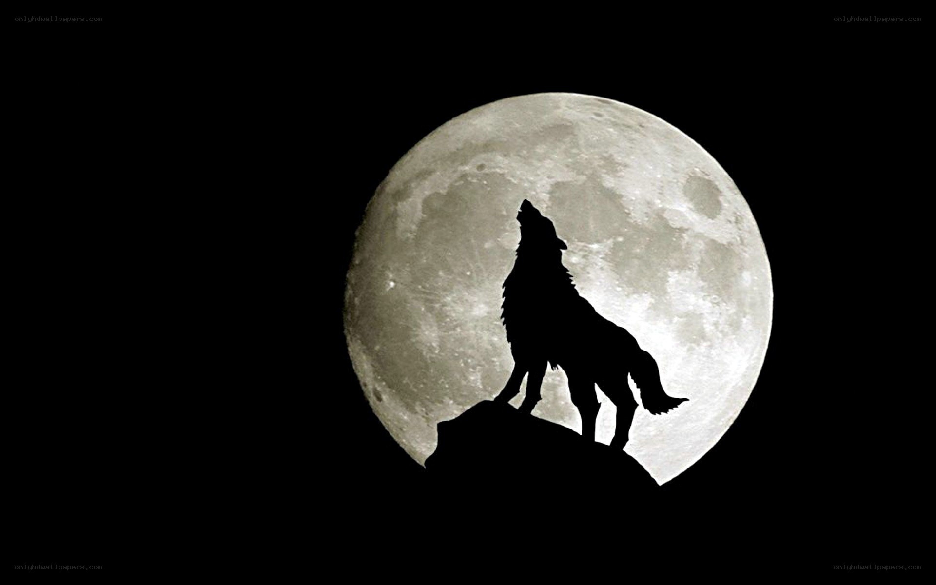 wolf howling at the moon