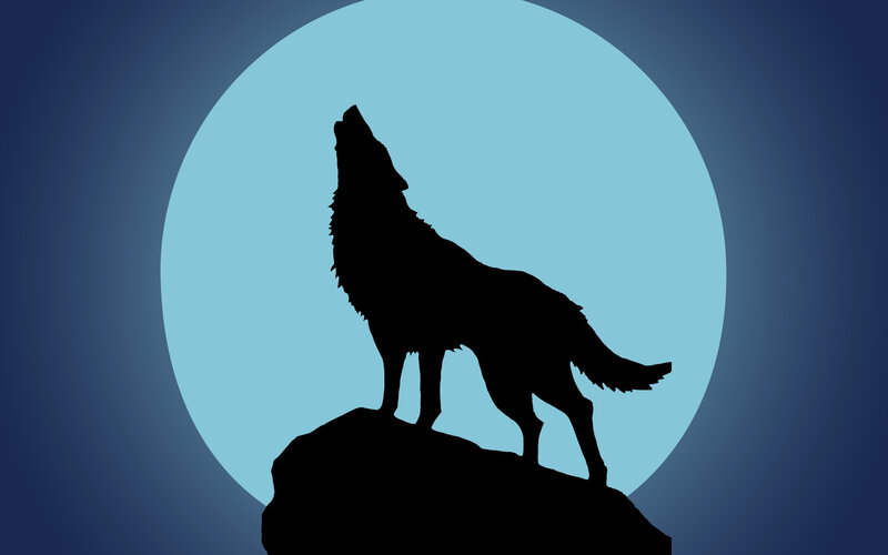 wolf howling at the moon
