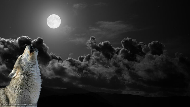 wolf howling at the moon