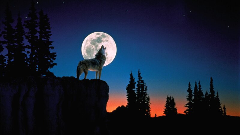 wolf howling at the moon