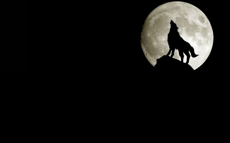 wolf howling at the moon