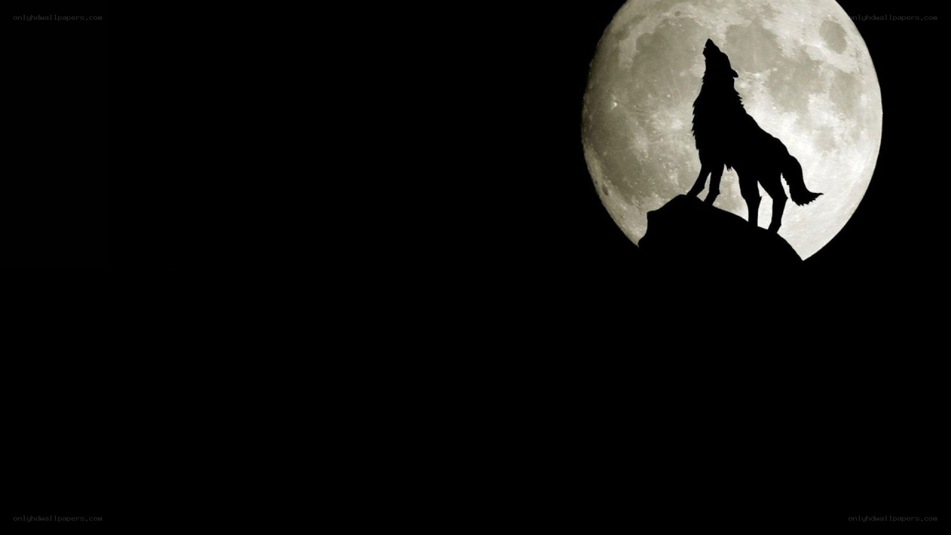 wolf howling at the moon