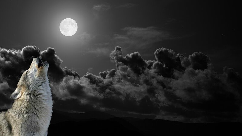 wolf howling at the moon