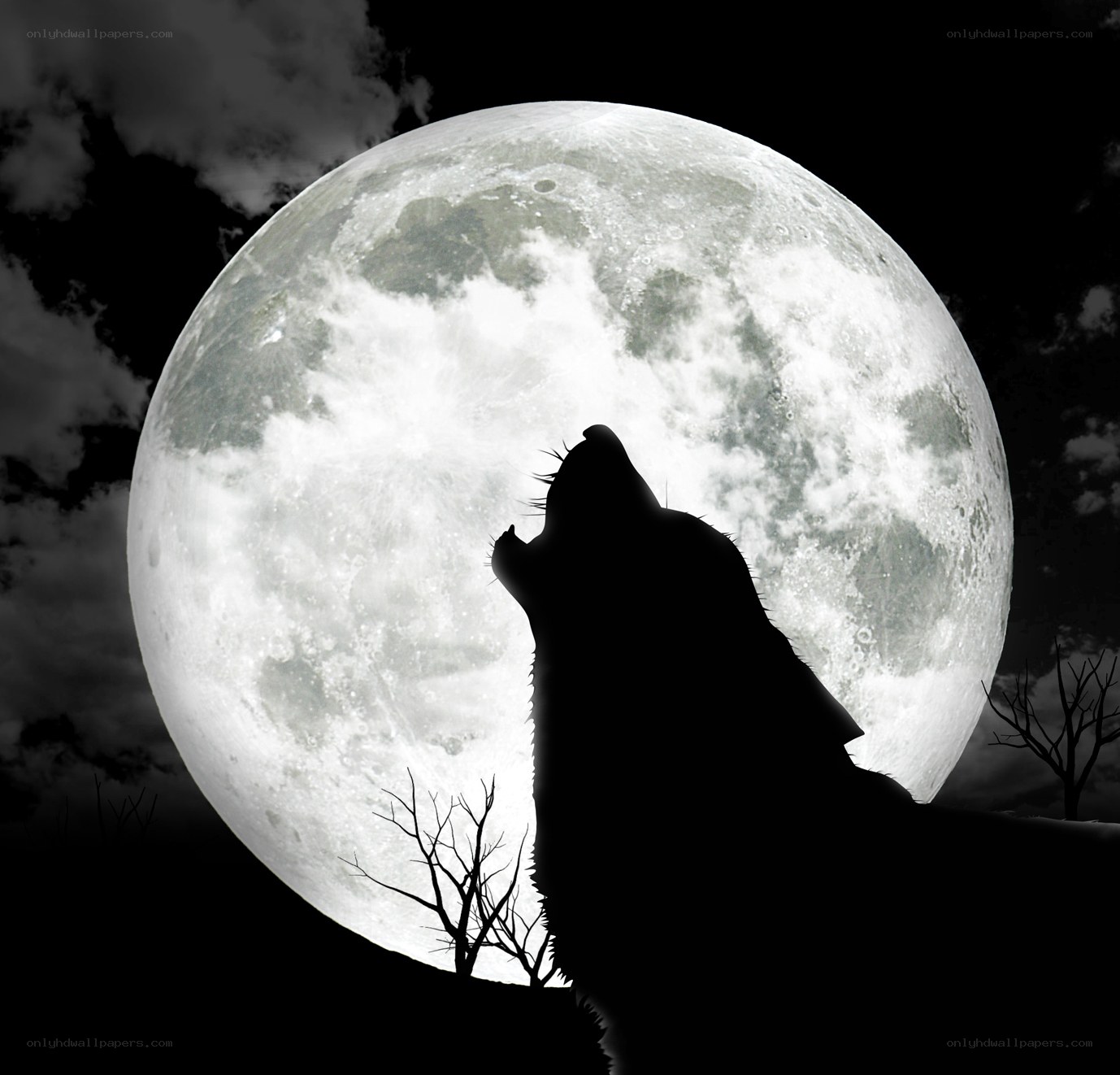 wolf howling at the moon