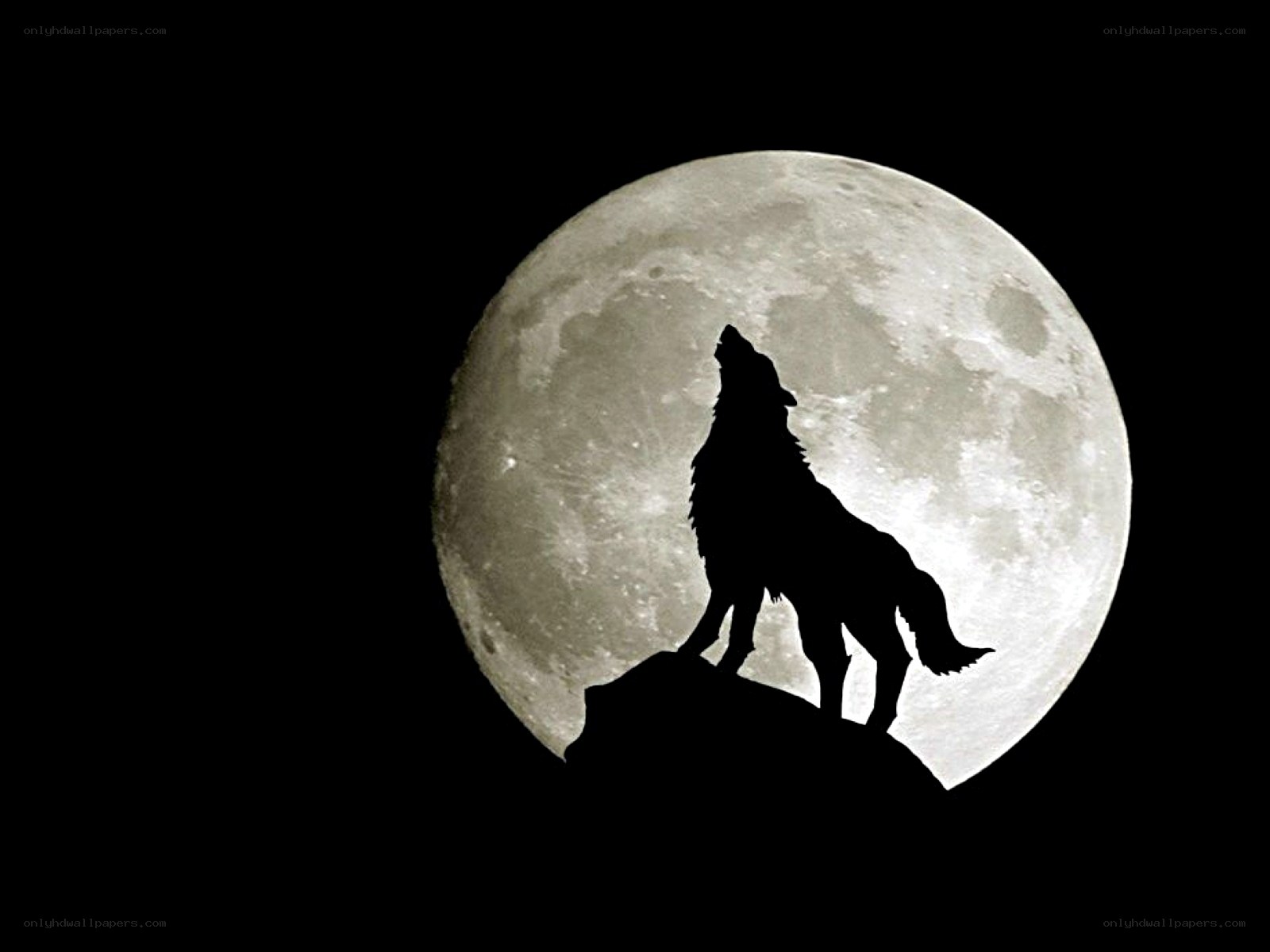 wolf howling at the moon