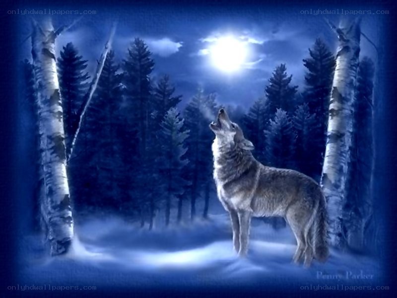 wolf howling at the moon