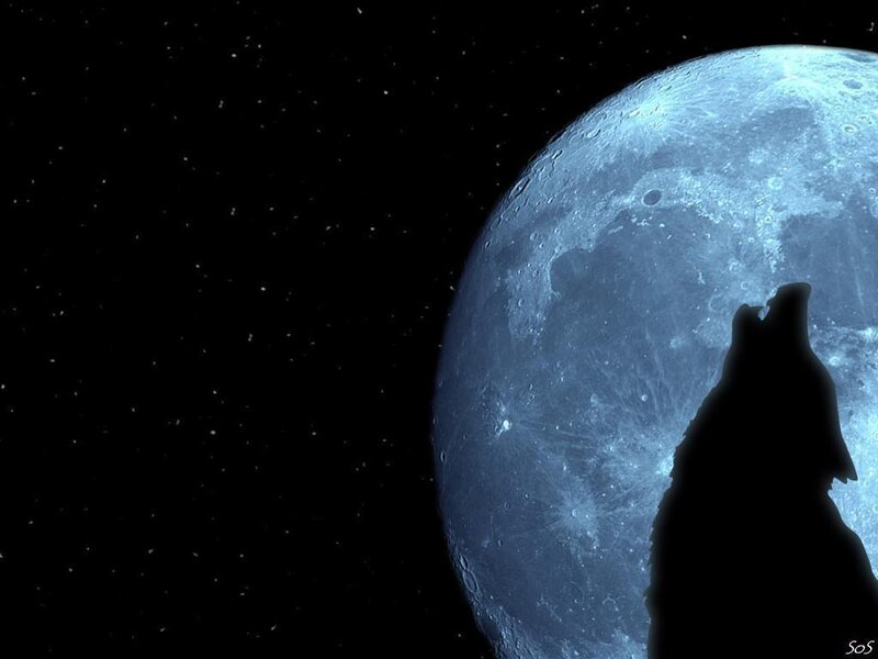 wolf howling at the moon