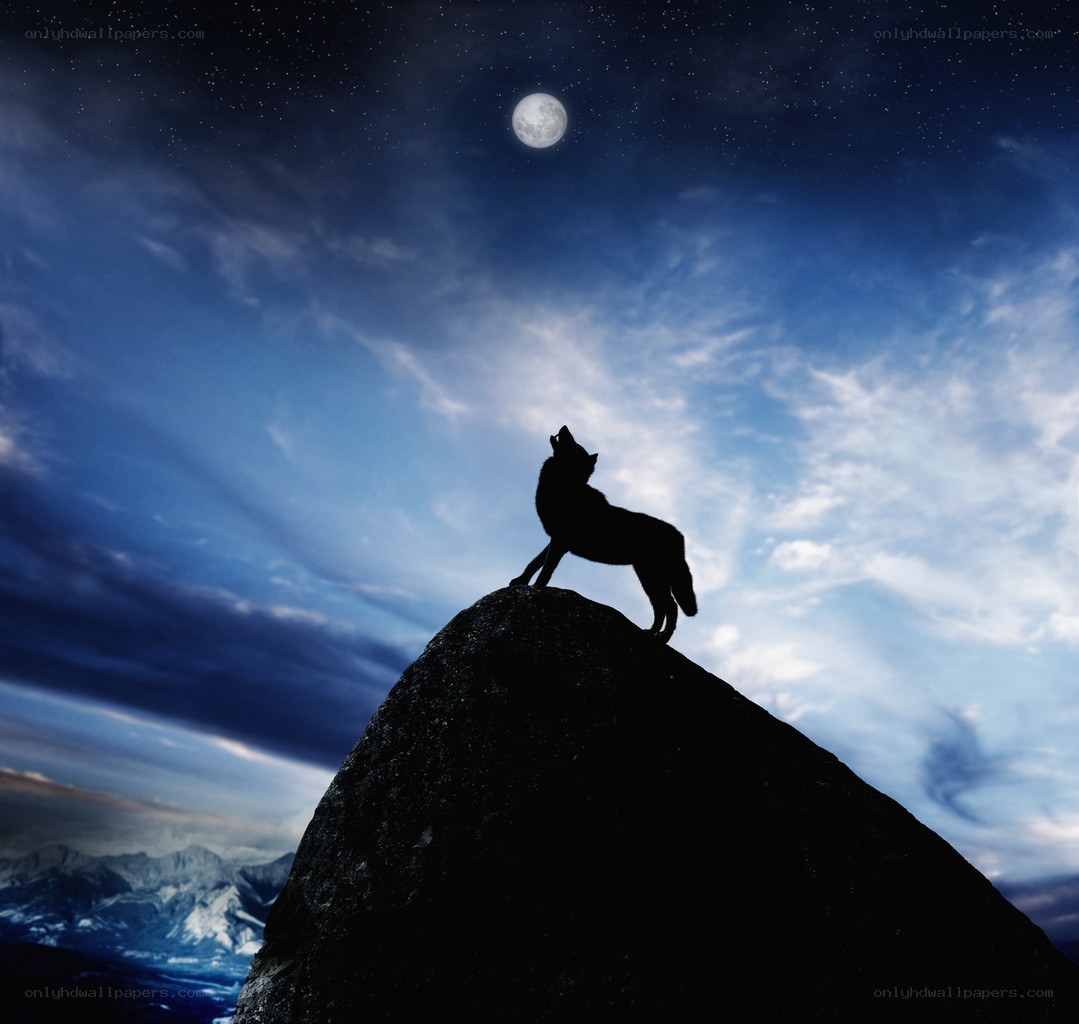 wolf howling at the moon