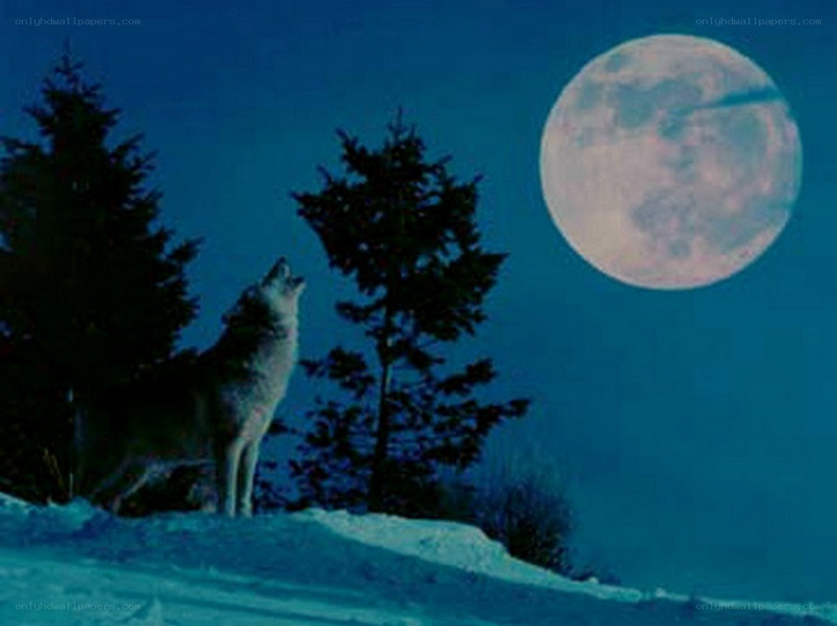 wolf howling at the moon