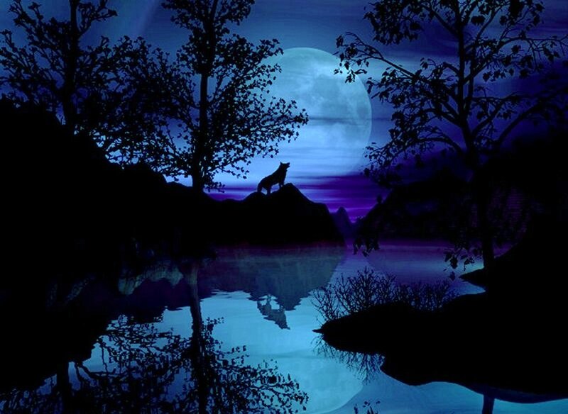 Wolf howling at the moon