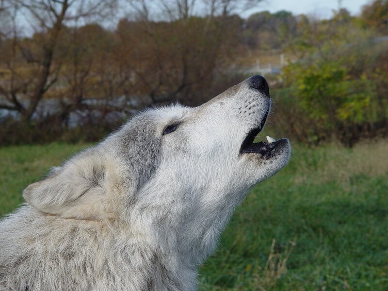 wolf howling in a field