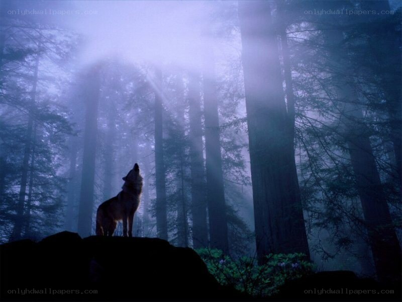 wolf howling in a misty forest