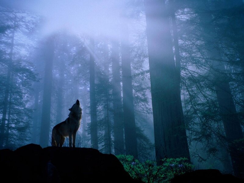 Wolf howling in a misty forest
