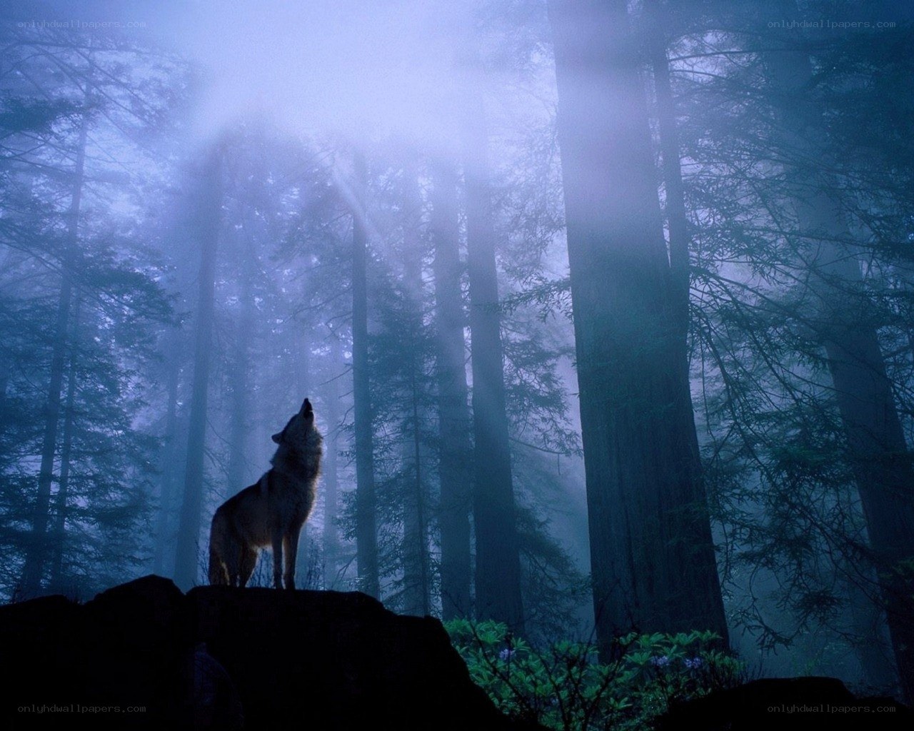 Wolf howling in a misty forest