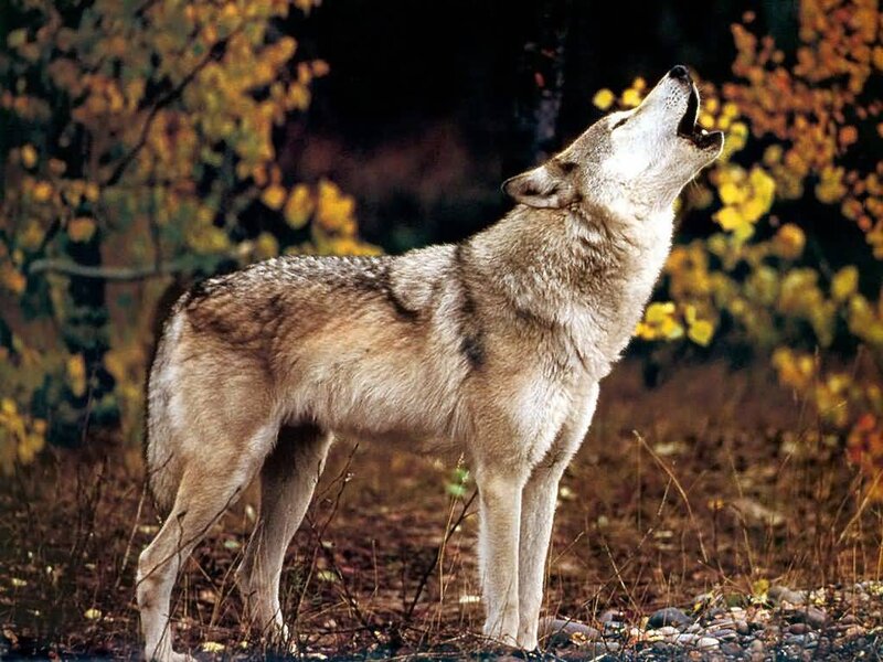 wolf howling in autumn forest