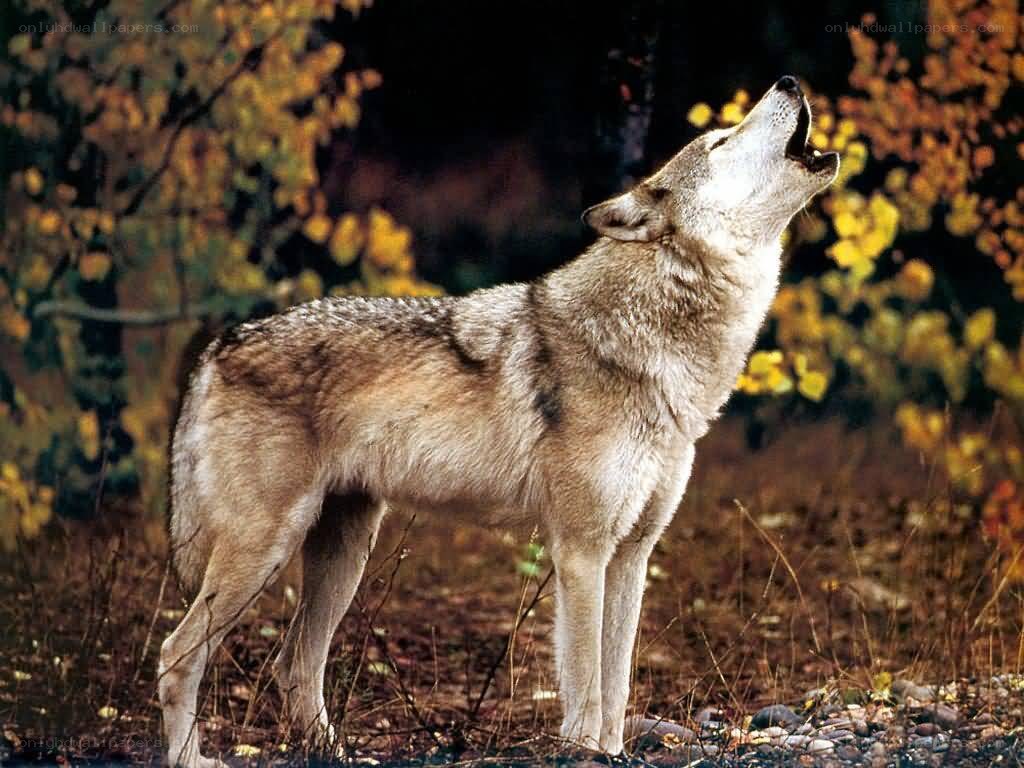 wolf howling in autumn forest