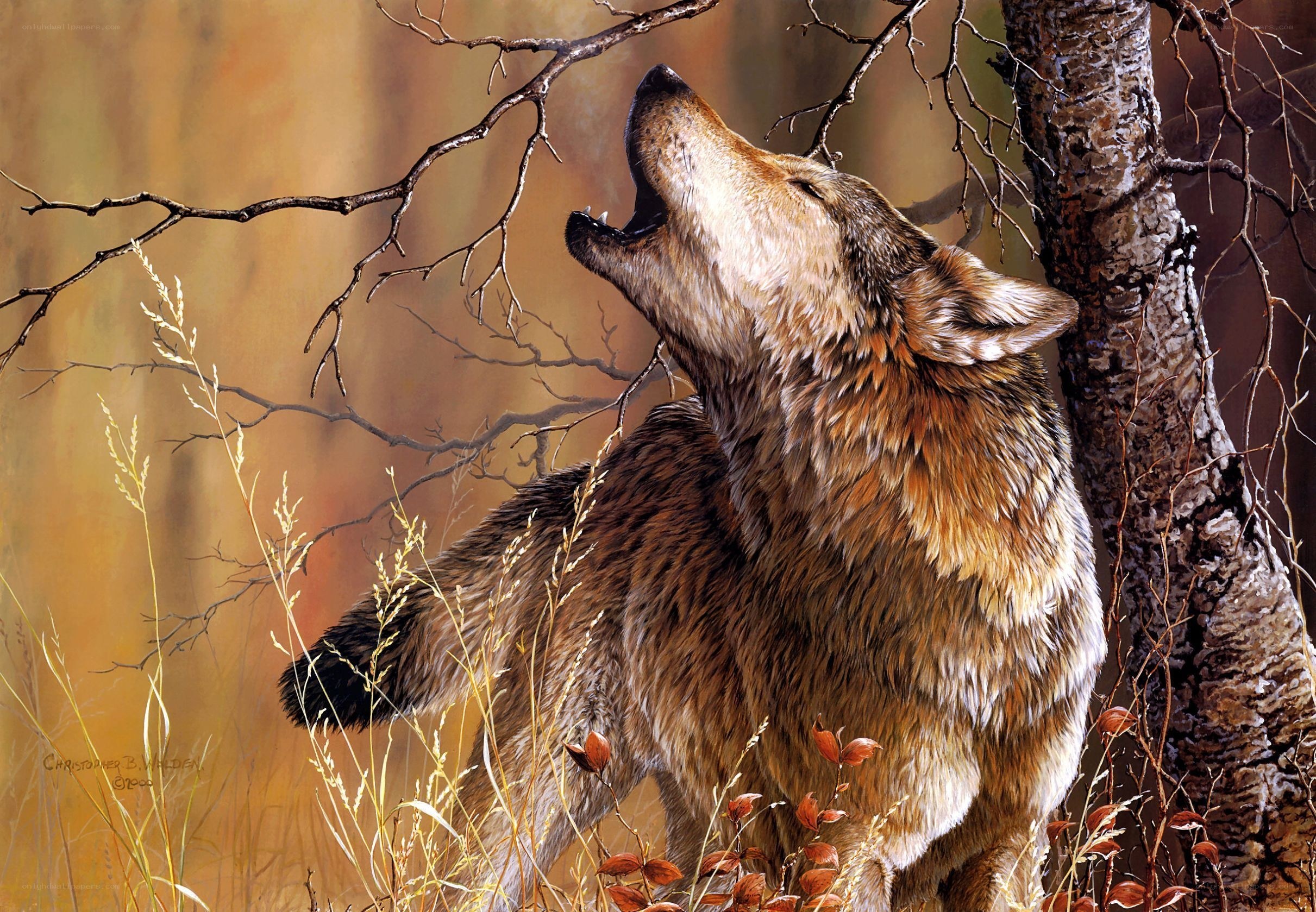 wolf howling in autumn forest