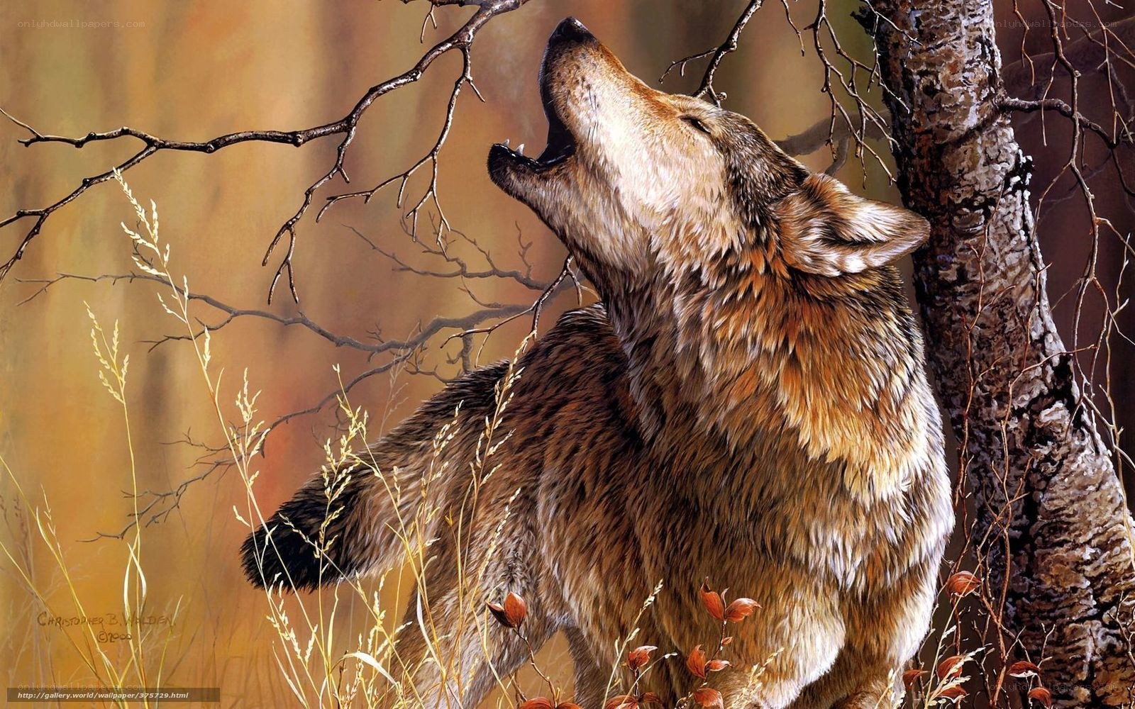 wolf howling in autumn forest