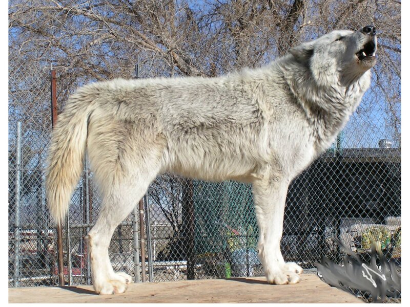 wolf howling in enclosure