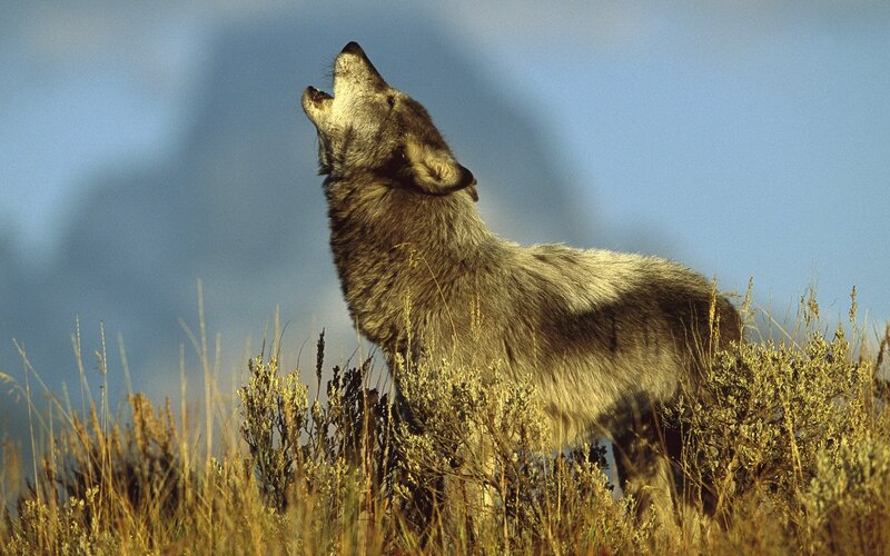 Wolf Howling in Field — Blue, Dramatic, Sunset