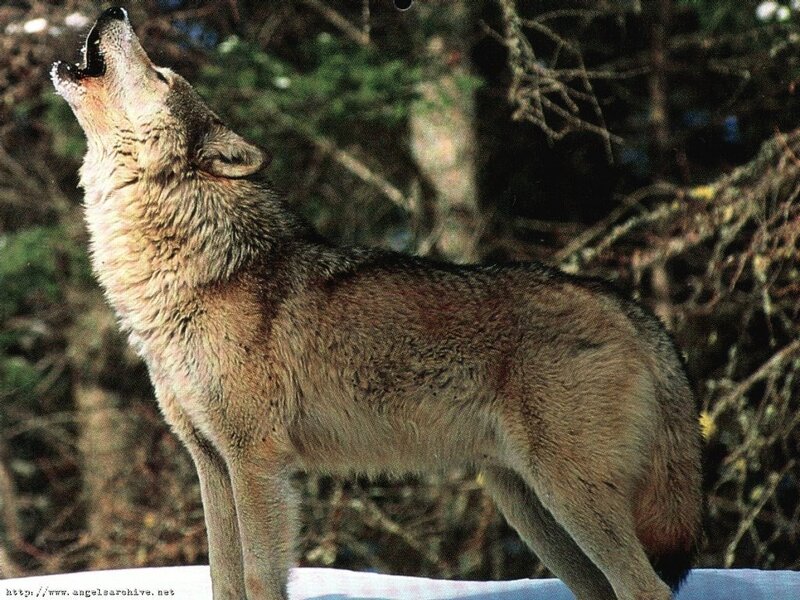 wolf howling in forest