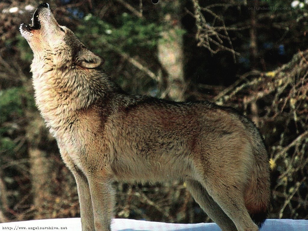 wolf howling in forest
