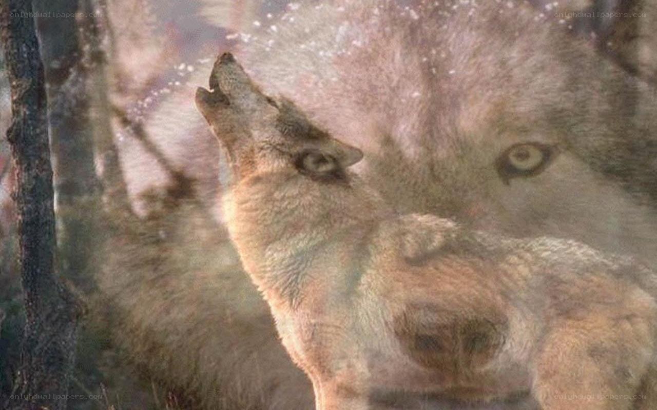 wolf howling in forest