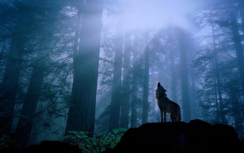 Wolf Howling in Forest — Blue, Mysterious, Night, Photograph, Trees