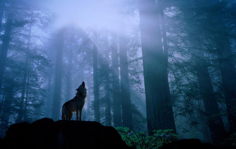 Wolf Howling in Forest — Blue, Mysterious, Night