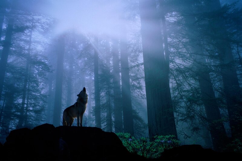 Wolf Howling in Forest — Blue, Mysterious