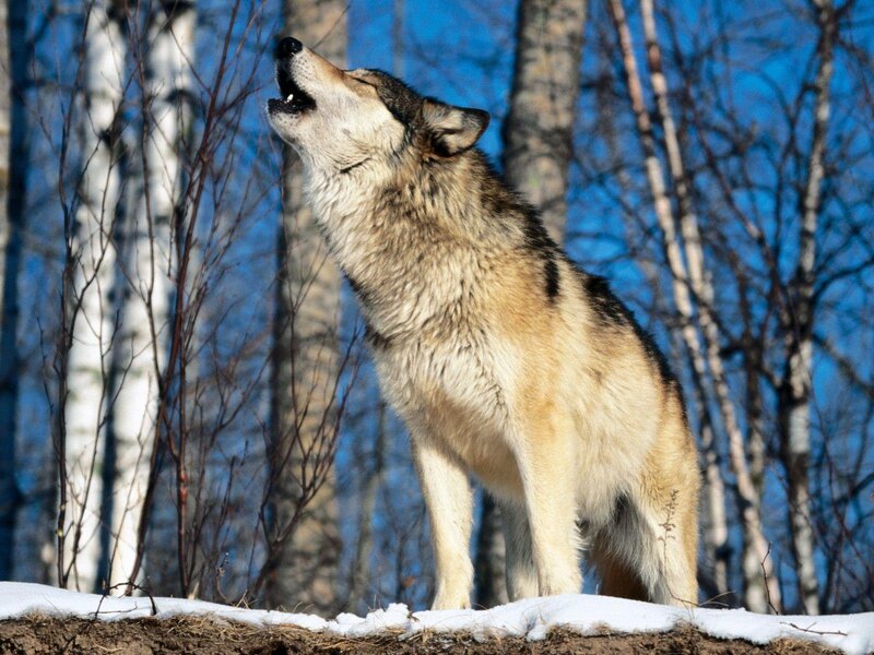 Wolf Howling in Forest — Blue, Natural, Winter