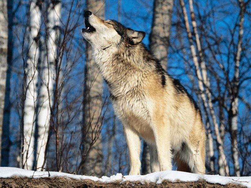 Wolf Howling in Forest — Brown, Dramatic