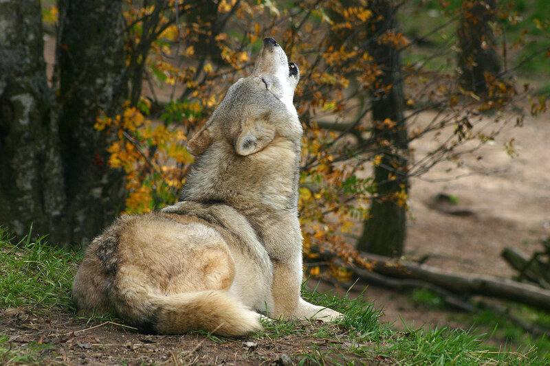 Wolf Howling in Forest — Brown, Natural, Autumn, Photograph