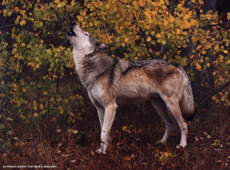 Wolf Howling in Forest — Brown, Natural, Autumn, Photograph, Trees