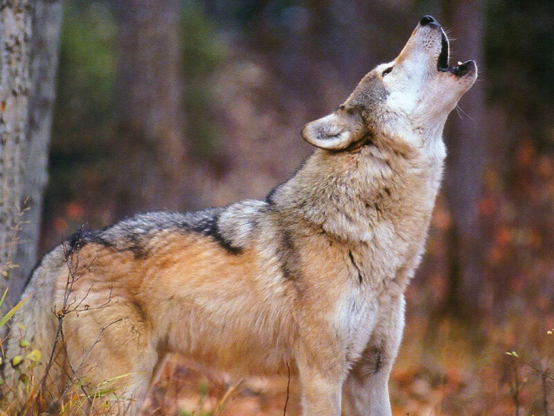 Wolf Howling in Forest — Brown, Natural, Autumn