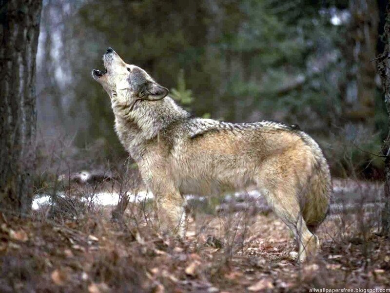 Wolf Howling in Forest — Brown, Natural, Winter