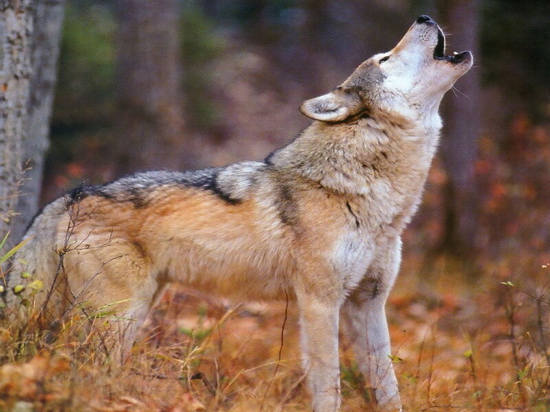 Wolf Howling in Forest — Brown