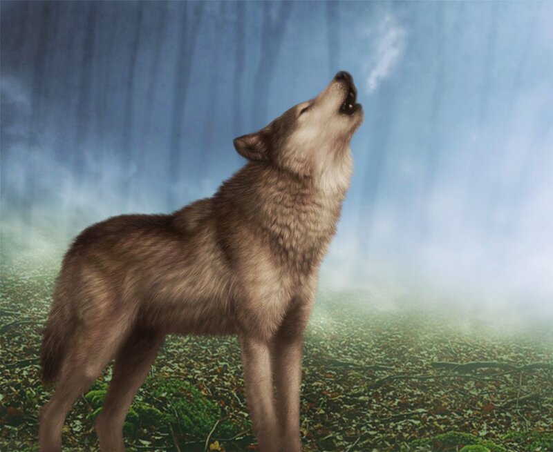 Wolf Howling in Forest — Gray, Dramatic