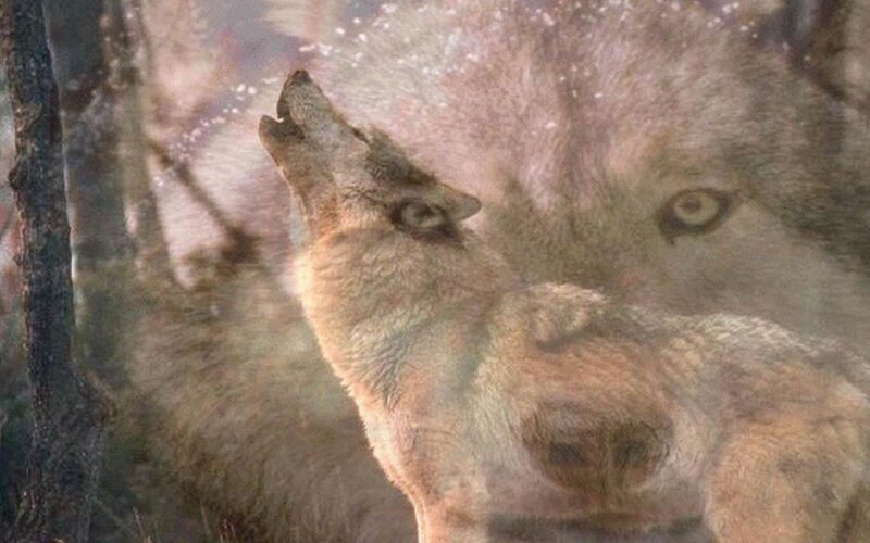 Wolf Howling in Forest — Gray, Dramatic, Winter