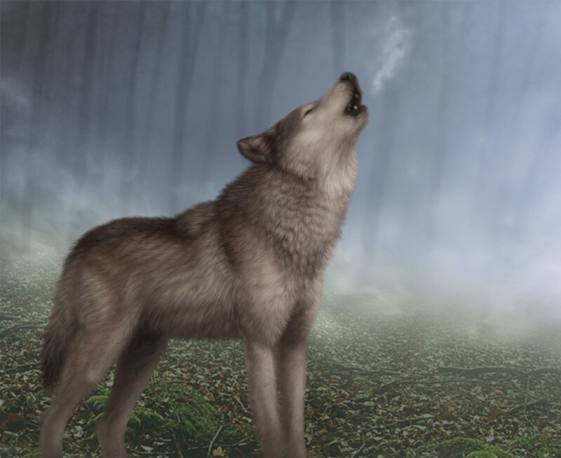 Wolf Howling in Forest — Gray