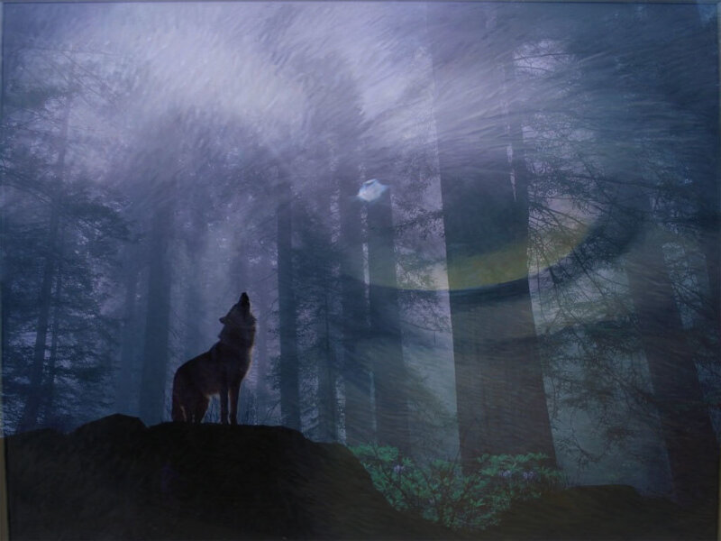 Wolf Howling in Forest — Purple