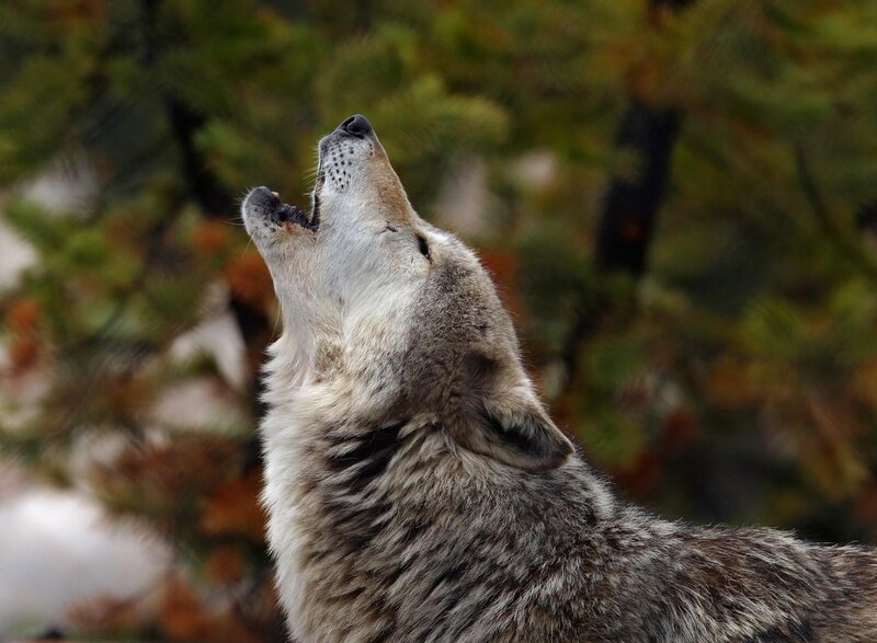 wolf howling in forest