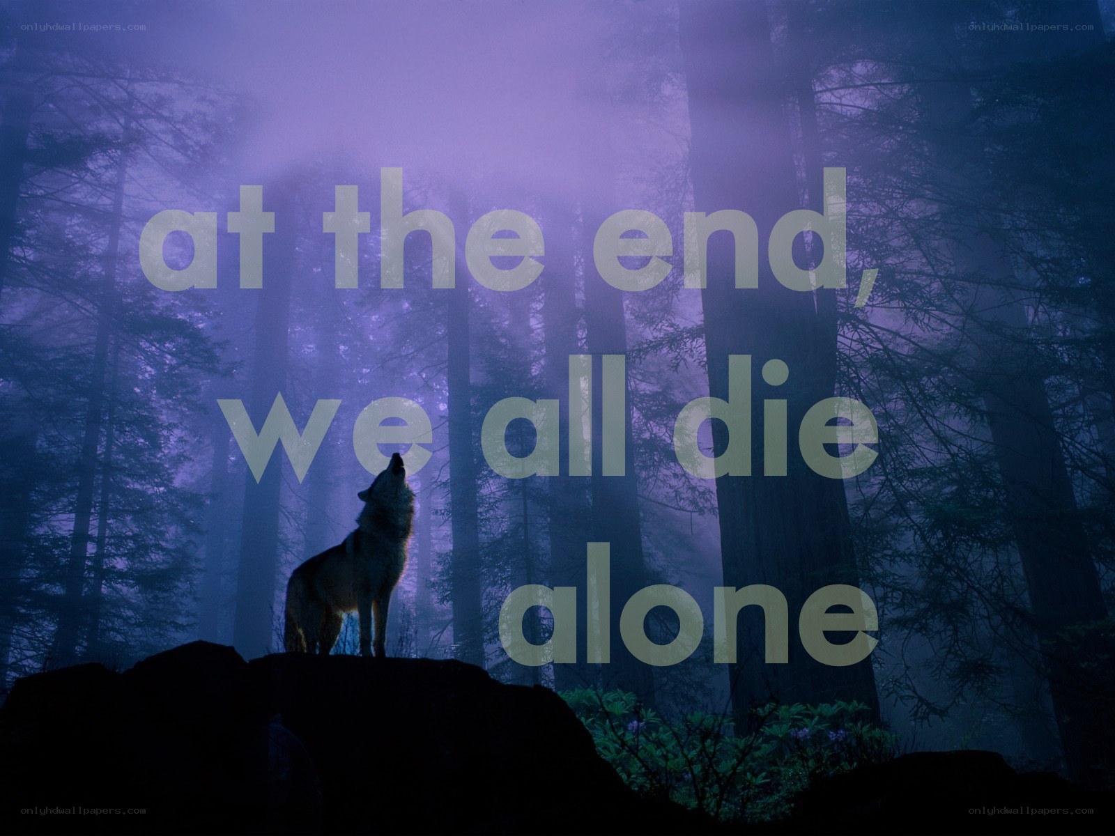 wolf howling in mist