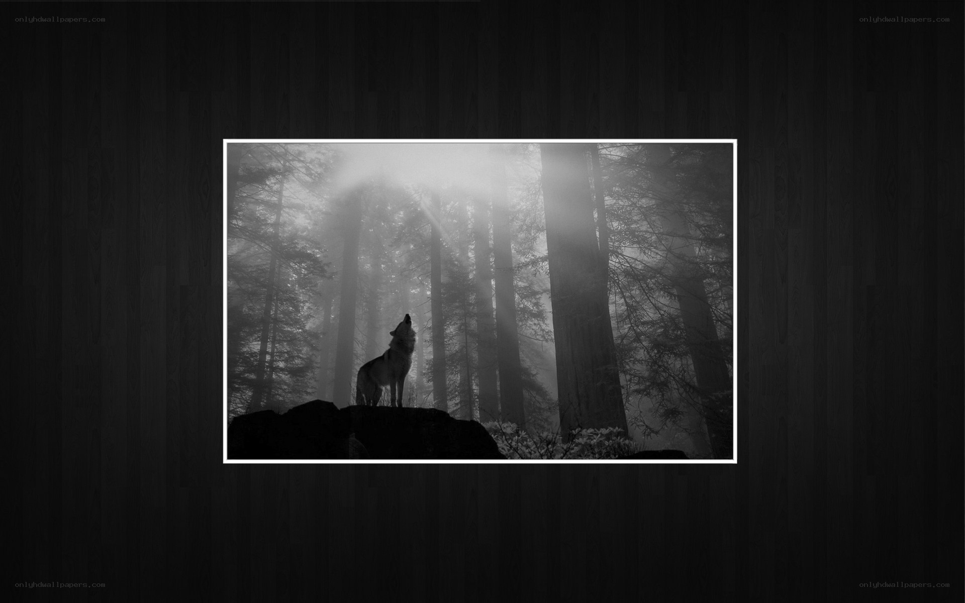 wolf howling in misty forest