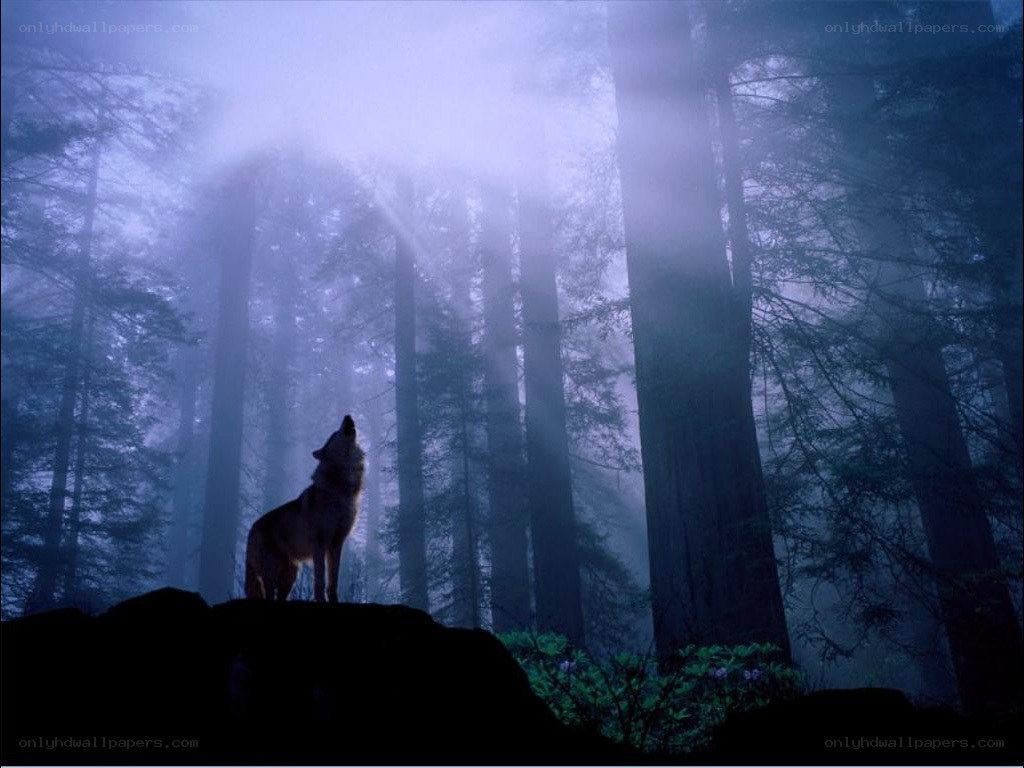 wolf howling in misty forest